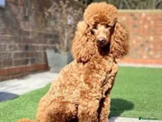 Poodle dogs Donnajays professional service in Stafford - Advert 13
