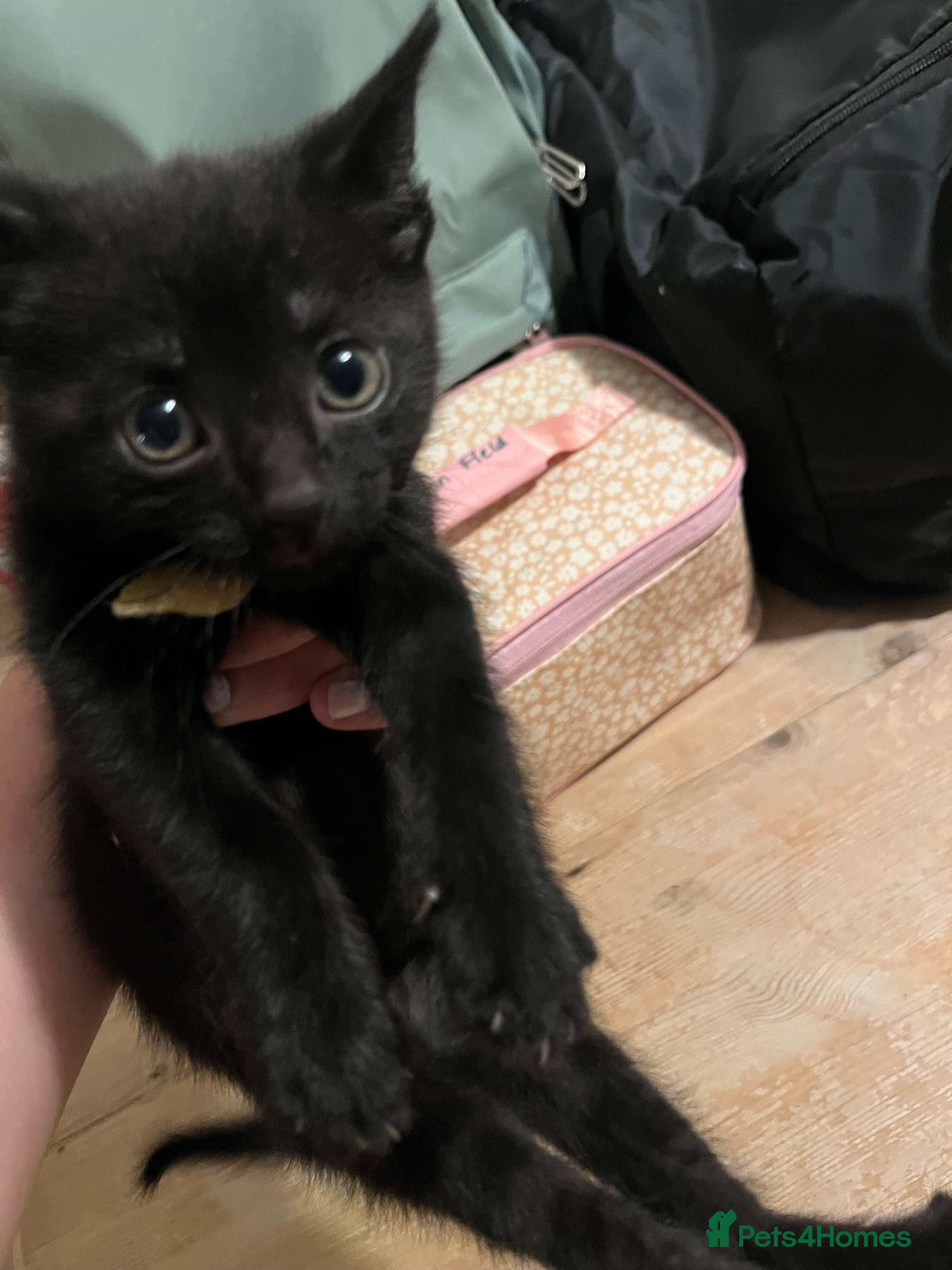 Mixed Breed cats Mixed breed kittens for sale  - Advert 2