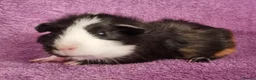 Guinea Pig rodents for sale: Beautiful Male Baby Guinea Pigs for sale  - Advert 4