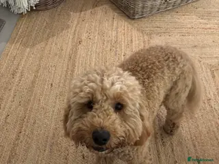 Cockapoo dogs Cockapoo Marley in Wolverhampton - Advert 1