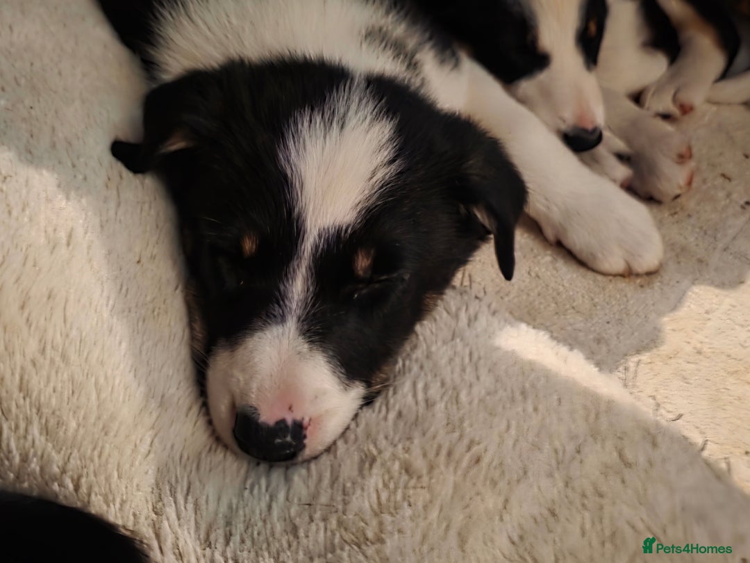 Border Collie dogs for sale: Border collie puppies - Image 5