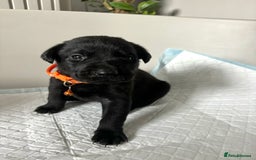 Labrador Retriever dogs for sale: 9 Beautiful Labrador Puppies For Sale  - Image 18