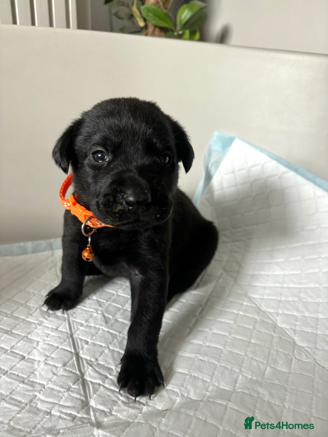 Labrador Retriever dogs for sale: 9 Beautiful Labrador Puppies For Sale  - Image 18