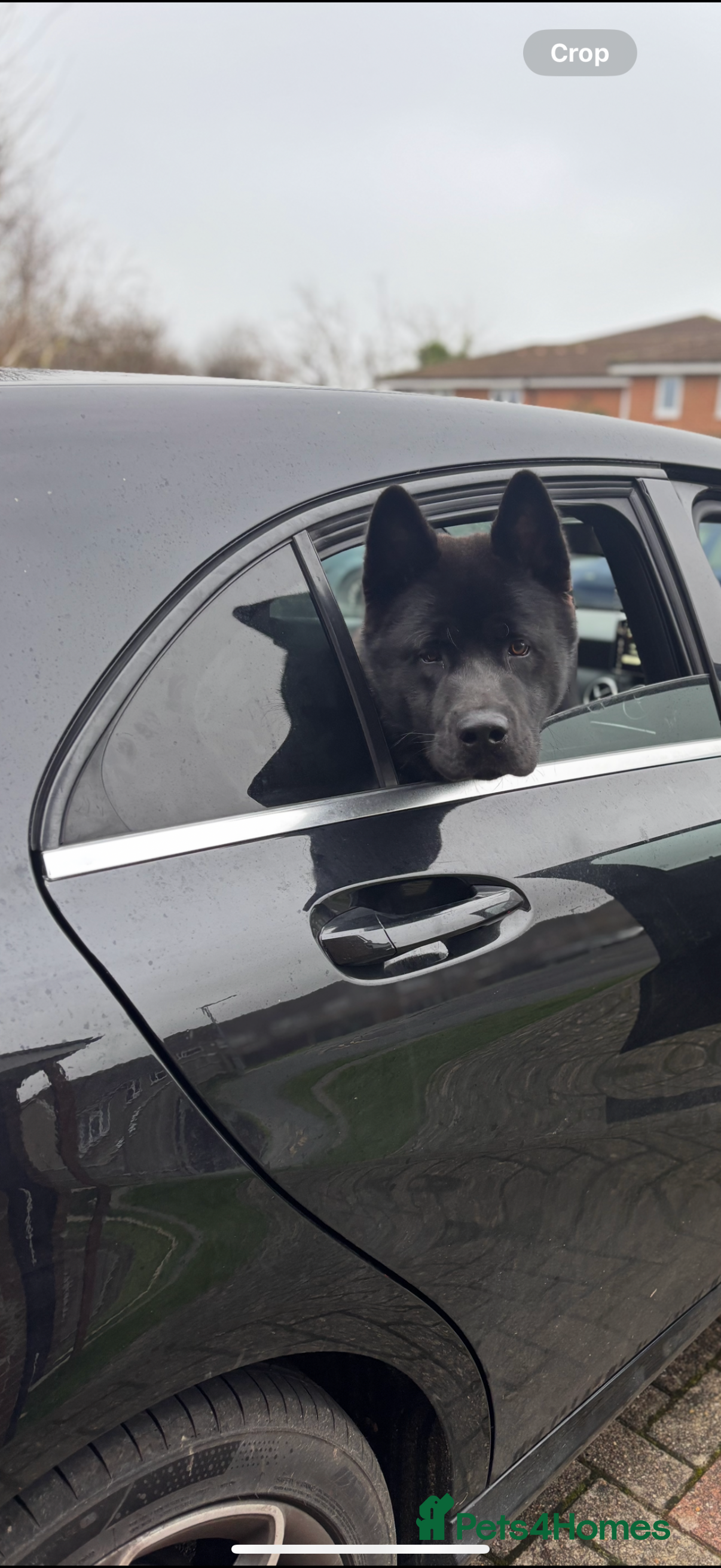 Akita dogs 18 month old male Akita for sale - Advert 9