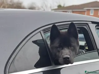 Akita dogs 18 month old male Akita for sale - Advert 2