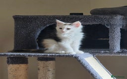 Maine Coon cats for sale: Variety of Maine coon kittens - Image 34