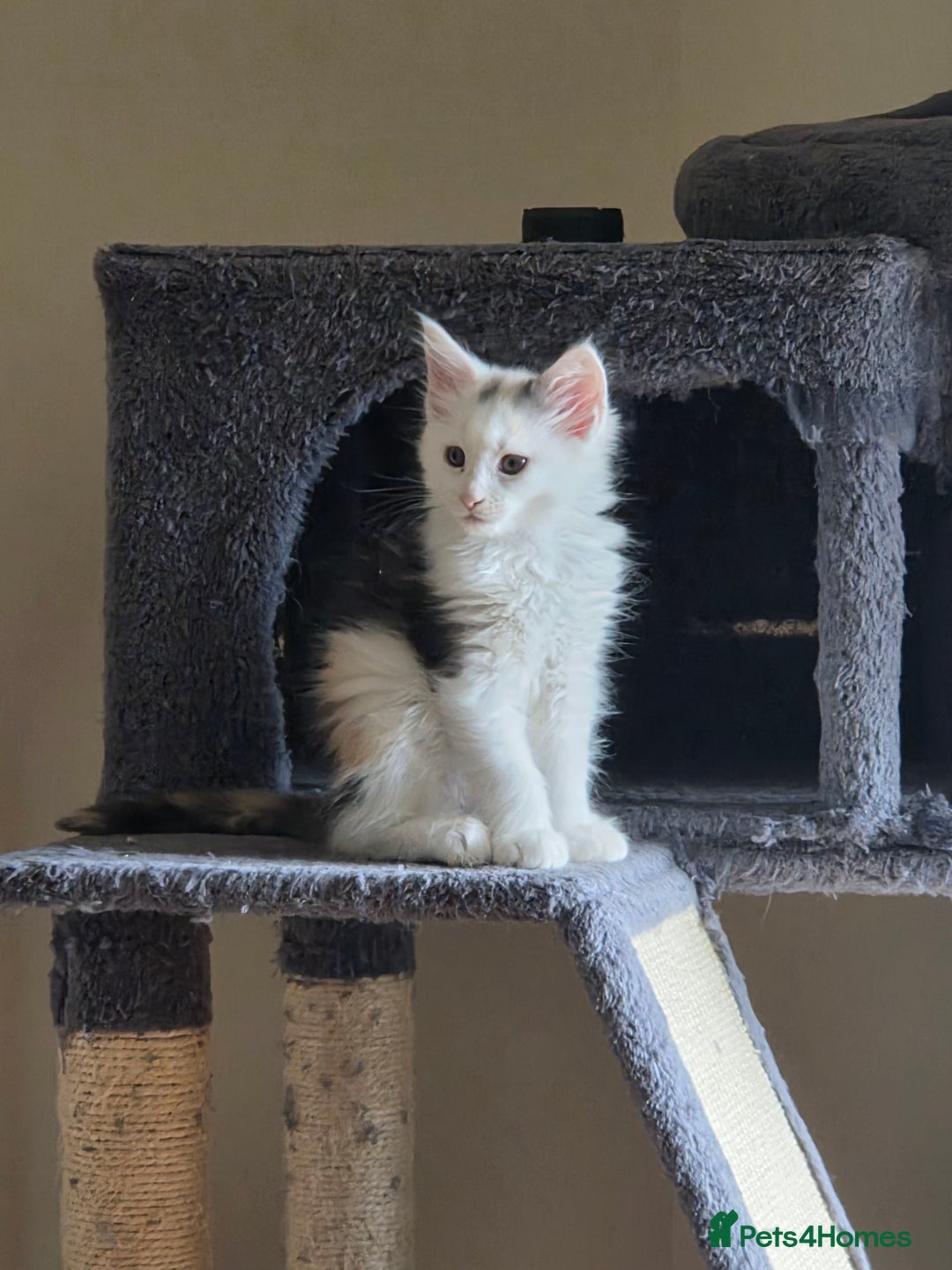 Maine Coon cats for sale: Variety of Maine coon kittens - Image 34