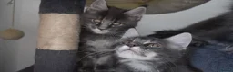 Maine Coon cats for sale: READY FOR COLLECTION  TICA registered kittens - Advert 14