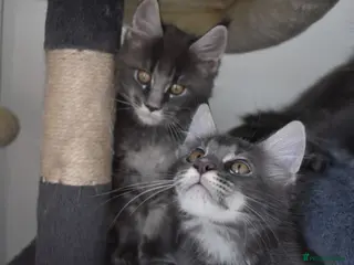 Maine Coon cats READY FOR COLLECTION TICA registered kittens - Advert 8