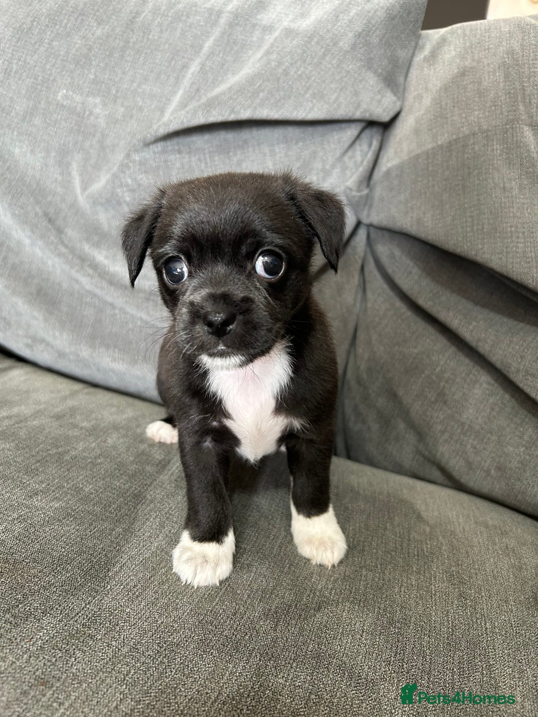 Mixed Breed dogs for sale: 2 girl pups ready to leave now  - Image 2