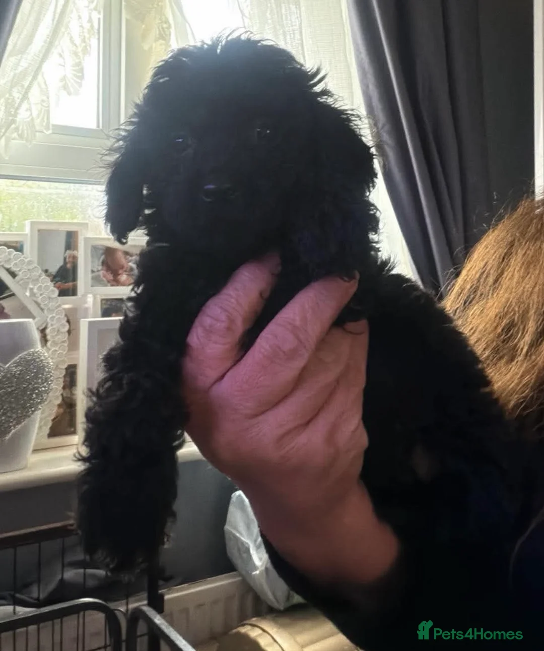 Toy Poodle dogs for sale: Kc reg toy poodle girl (black) - Advert 2