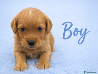 Golden Retriever dogs KC Dark Golden Retrievers 🧬 Health Tested Parents - Advert 13