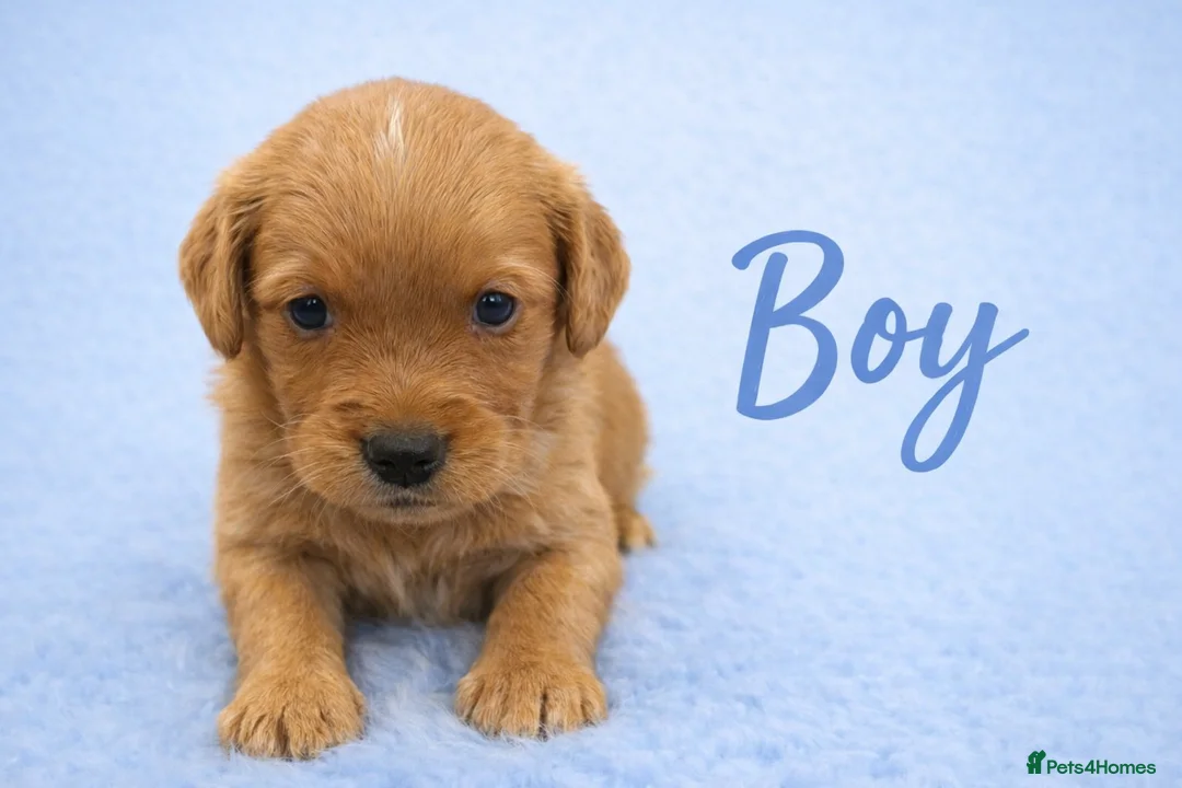 Golden Retriever dogs for sale: KC Dark Golden Retrievers 🧬 Health Tested Parents - Advert 2