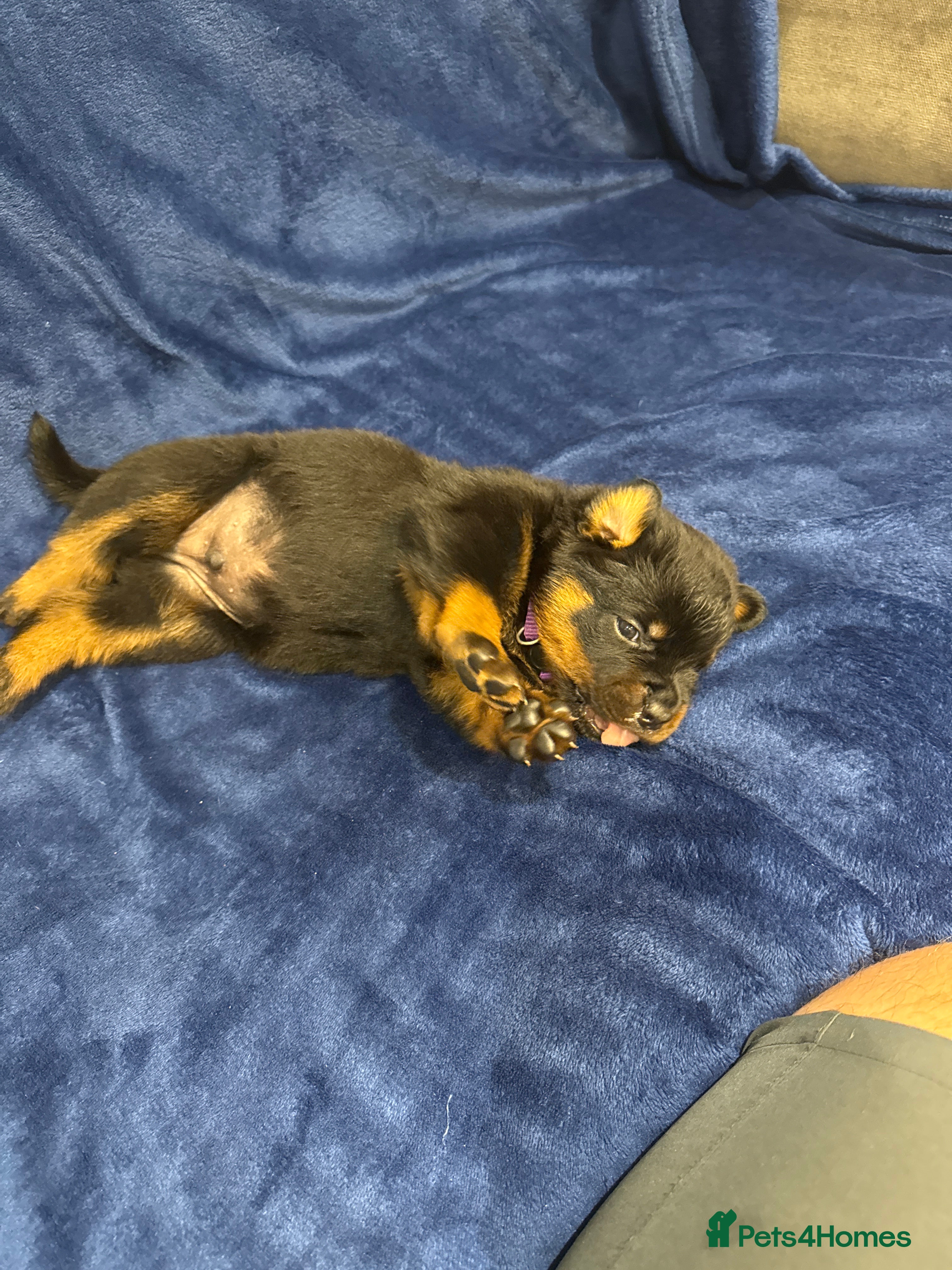 Rottweiler dogs Beautiful ROTTWEILER puppies  - Advert 2
