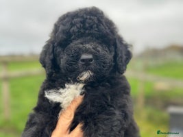 Mixed Breed dogs F1B SAINTBERNADOODLE BOYS AND GIRLS - Advert 1
