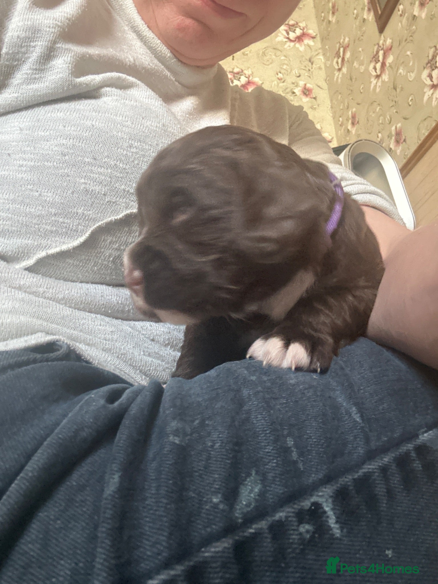 Cocker Spaniel dogs Kc working cocker spaniel puppies now reduced  - Advert 20