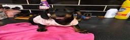 Miniature Dachshund dogs for sale: Adorable Miniature Dachshund Girl in Enfield - Advert 19