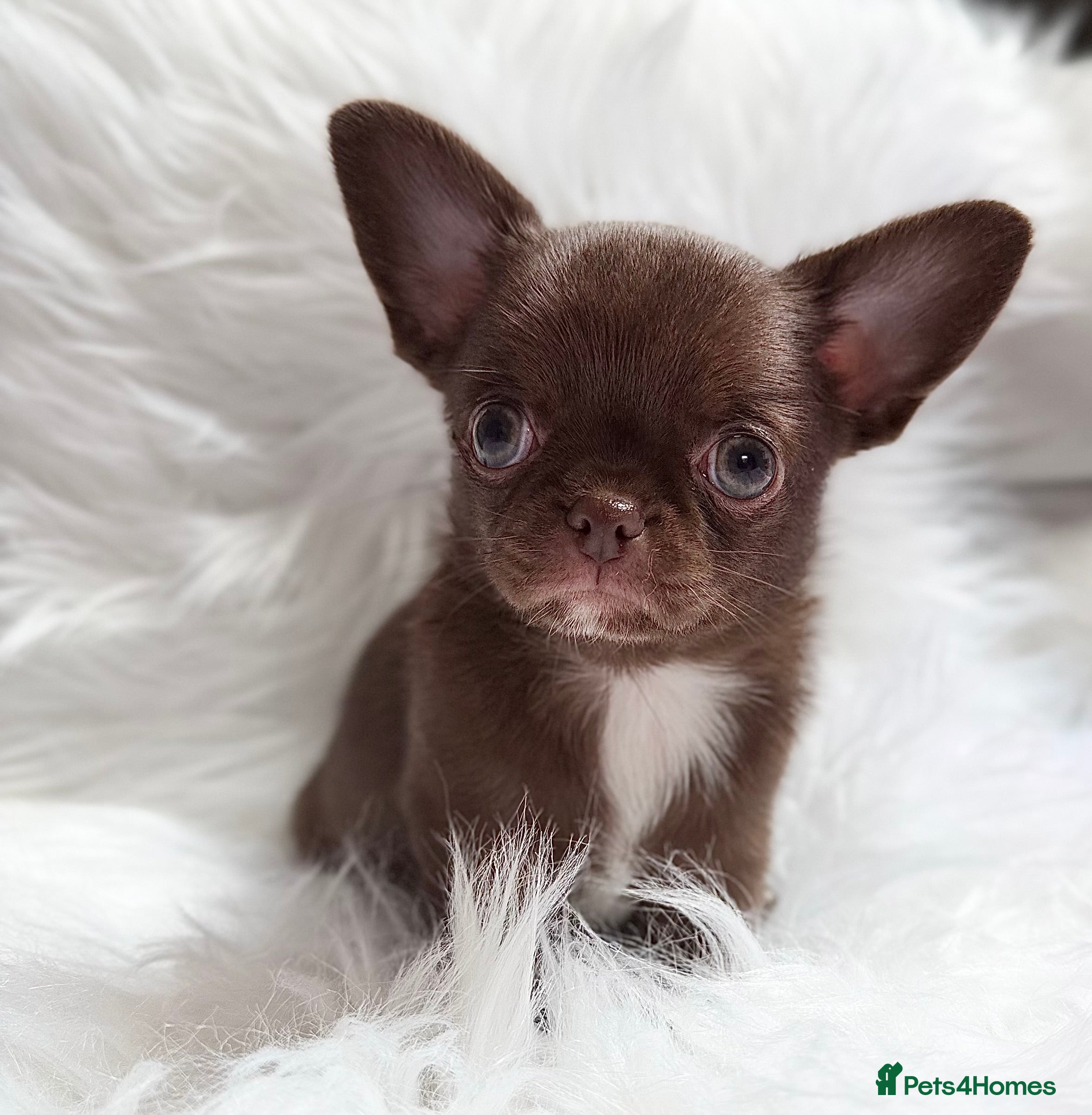 Chihuahua dogs Chihuahua girls  - Advert 11