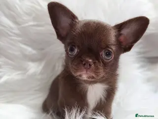 Chihuahua dogs Chihuahua girls - Advert 3