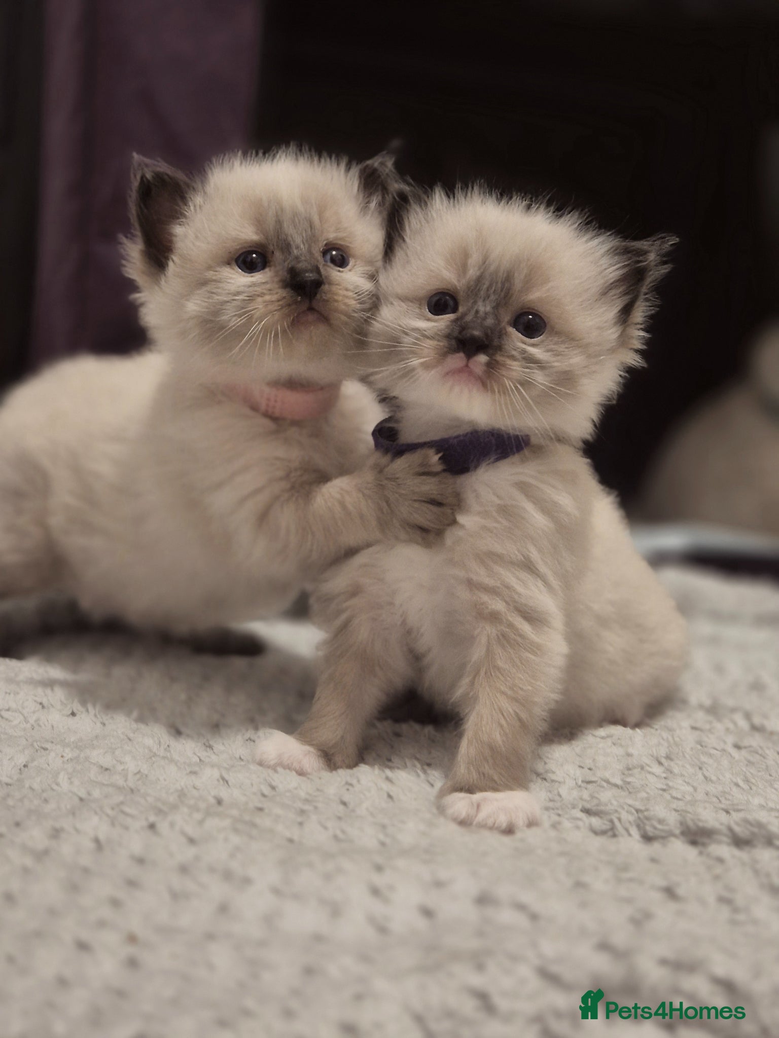 Ragdoll cats Exceptional Purebred Ragdoll Kittens - Advert 4