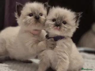 Ragdoll cats Exceptional Purebred Ragdoll Kittens - Advert 1