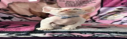Devon Rex cats for sale: Devon Rex Kittens – Two Boys & One Girl ❤️ - Advert 12