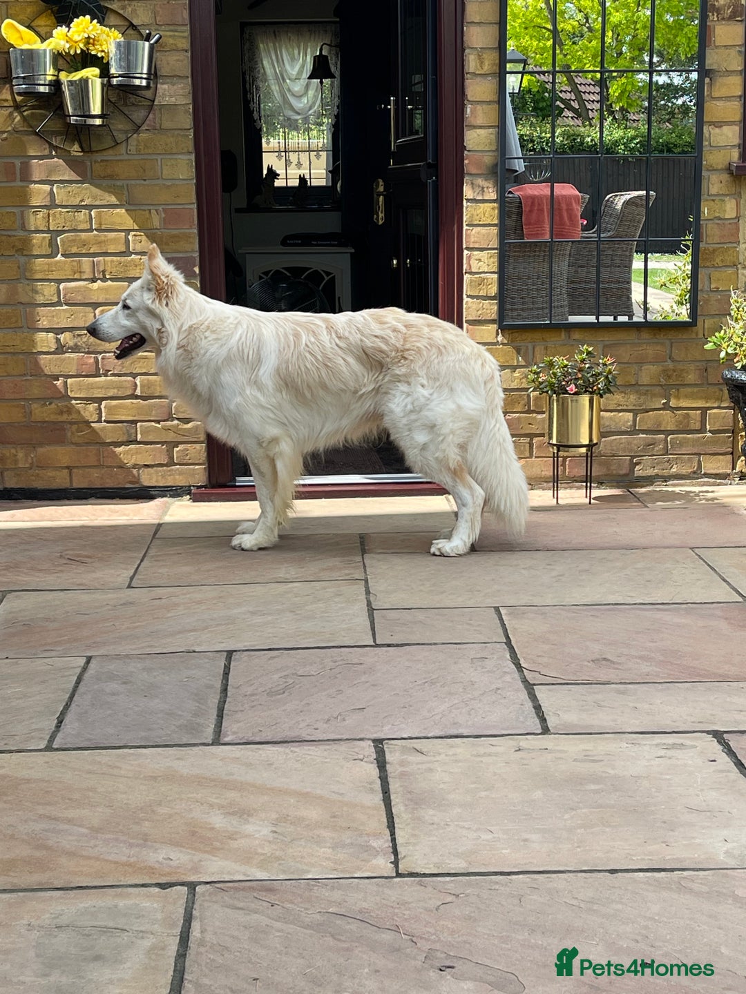German Shepherd dogs for stud: white German shepherd stud  in Wickford - Advert 7