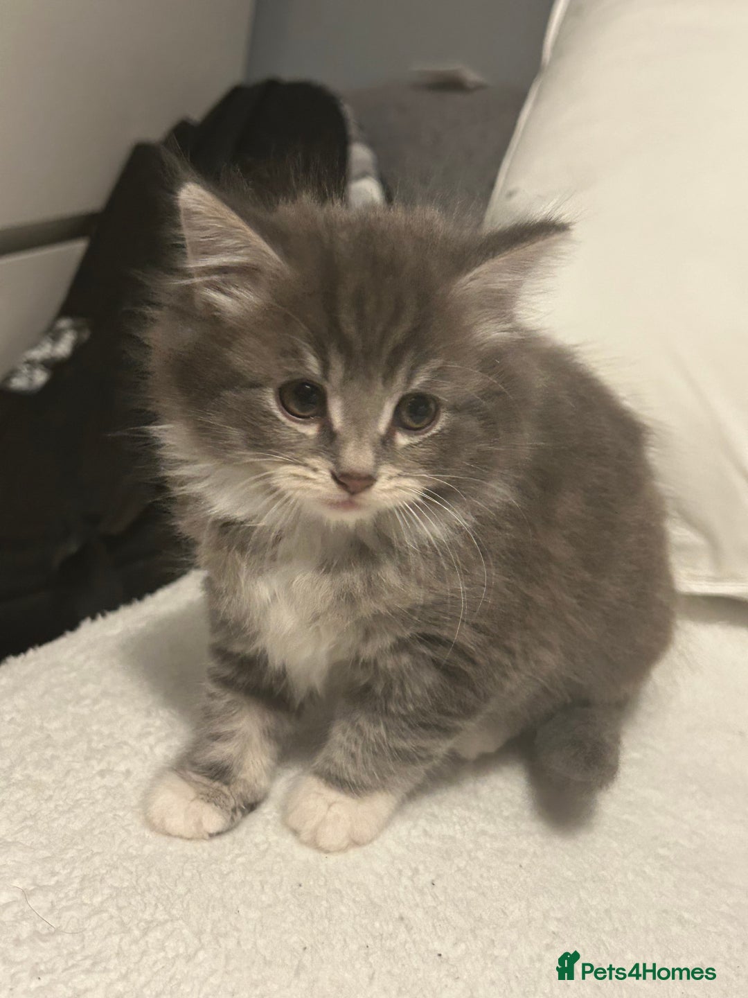 Mixed Breed cats for sale: Mixed breed - Advert 6