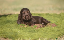 Cocker Spaniel dogs for sale: Show type cocker spaniel pups by Rosie - Image 16