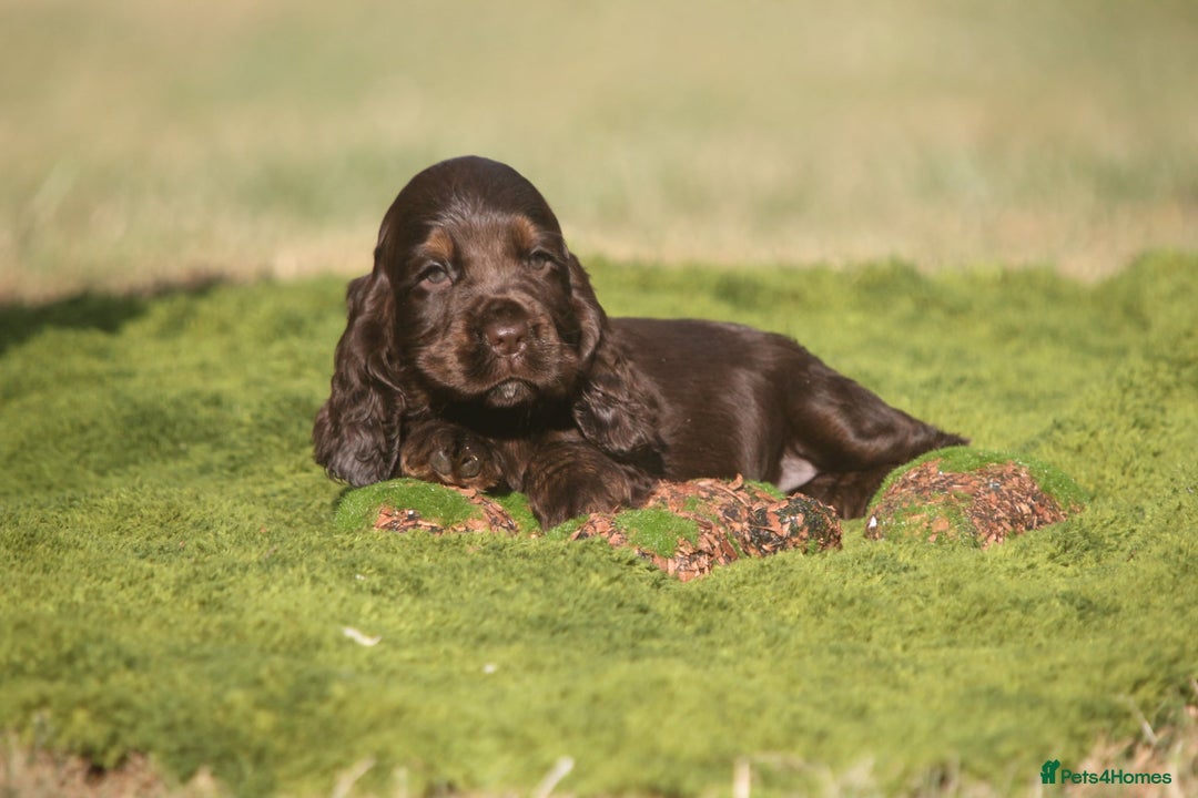 Cocker Spaniel dogs for sale: Show type cocker spaniel pups by Rosie - Image 16
