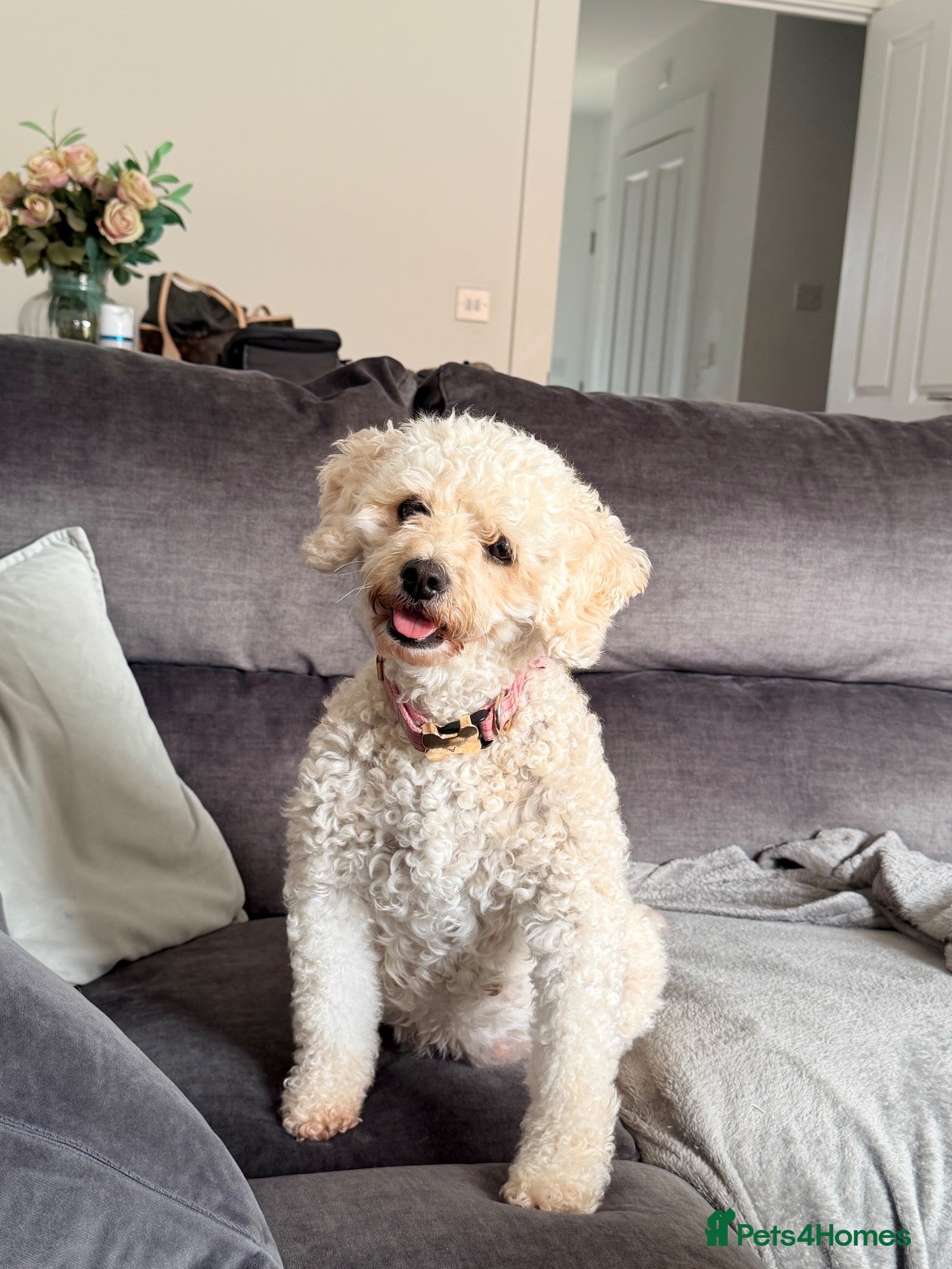 Mixed Breed dogs Cavapoochon x puppies  - Advert 3