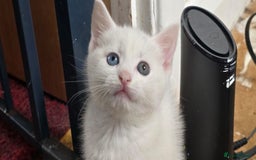 Khao Manee cats for sale: Khao manee cross British short hair - Image 7