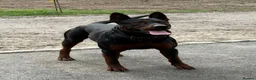 Chinese Red Dog dogs for sale: 2 CHINESE RED DOG GIRLS LEFT 🇨🇳 🐶 ( AVAILABLE ) - Advert 28