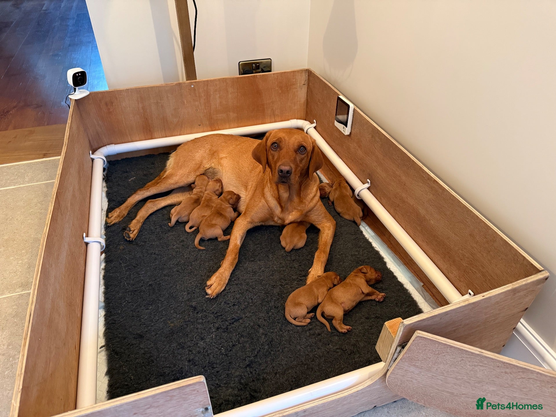Labrador Retriever dogs Stunning litter of Fox Red Labrador puppies  - Advert 1