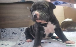 Staffordshire Bull Terrier dogs for sale: Beautiful Staffies looking for a good home - Image 9