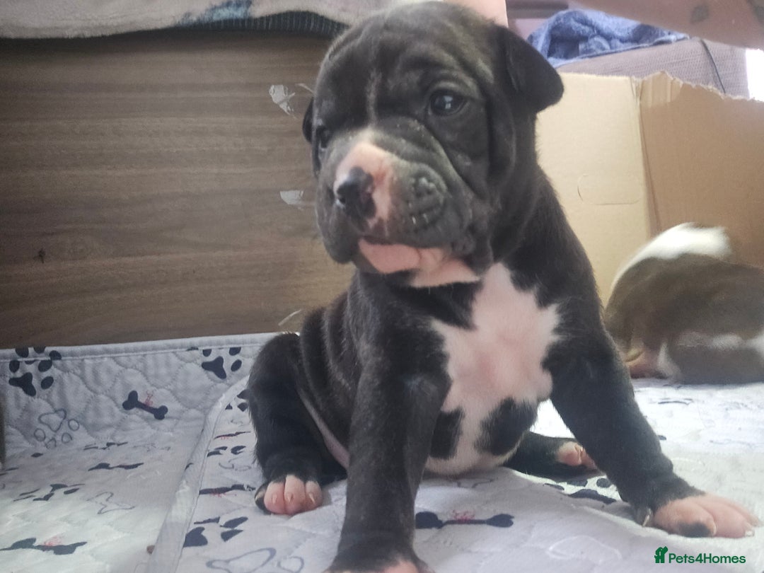 Staffordshire Bull Terrier dogs for sale: Beautiful Staffies looking for a good home - Image 9