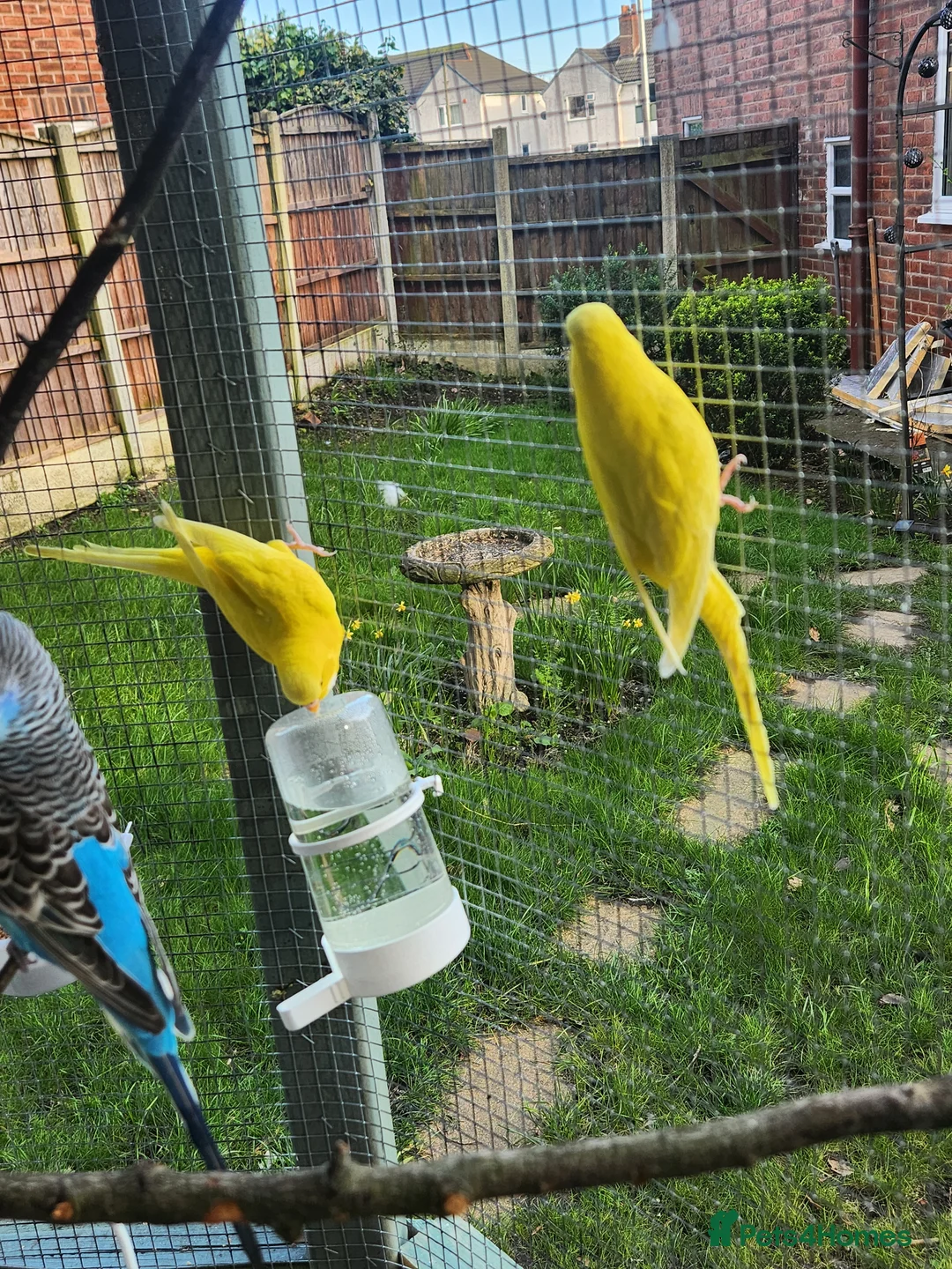 Budgerigars birds for sale: Pair of yellow lutino budgies - Advert 1