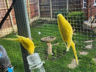 Budgerigars birds Pair of yellow lutino budgies - Advert 15