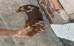 Miniature Dachshund dogs for sale: Miniature chocolate dapple male dachshund pup - Image 3