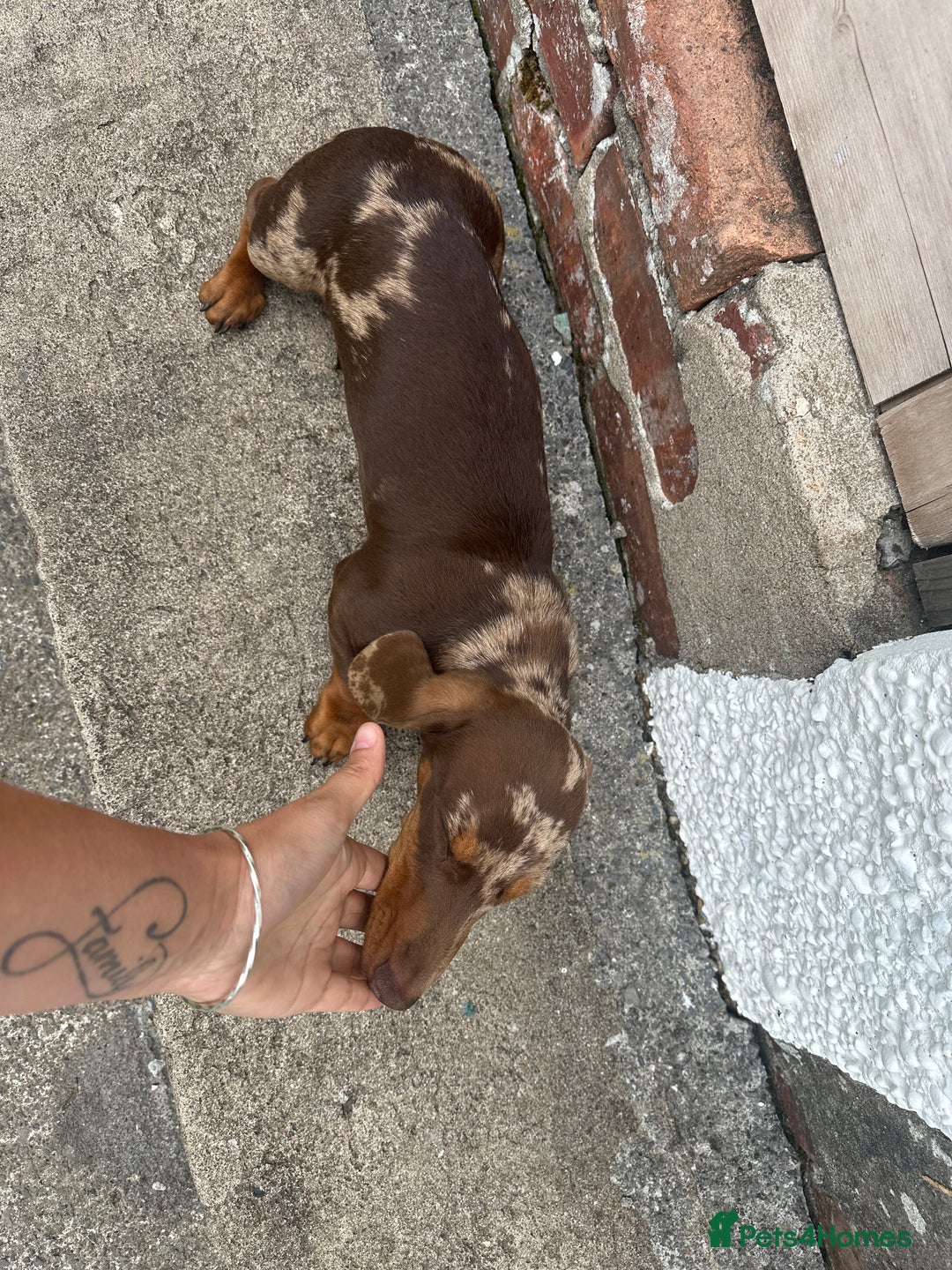 Miniature Dachshund dogs for sale: Miniature chocolate dapple male dachshund pup - Image 3