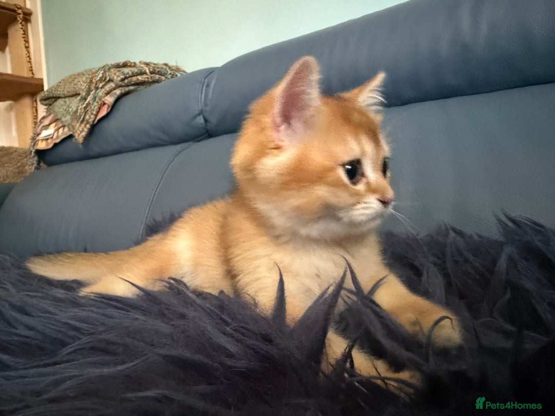 British Shorthair cats for sale: Ready pure AY12, NY12 Corin BSH  - Image 39