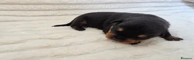 Rottweiler 2