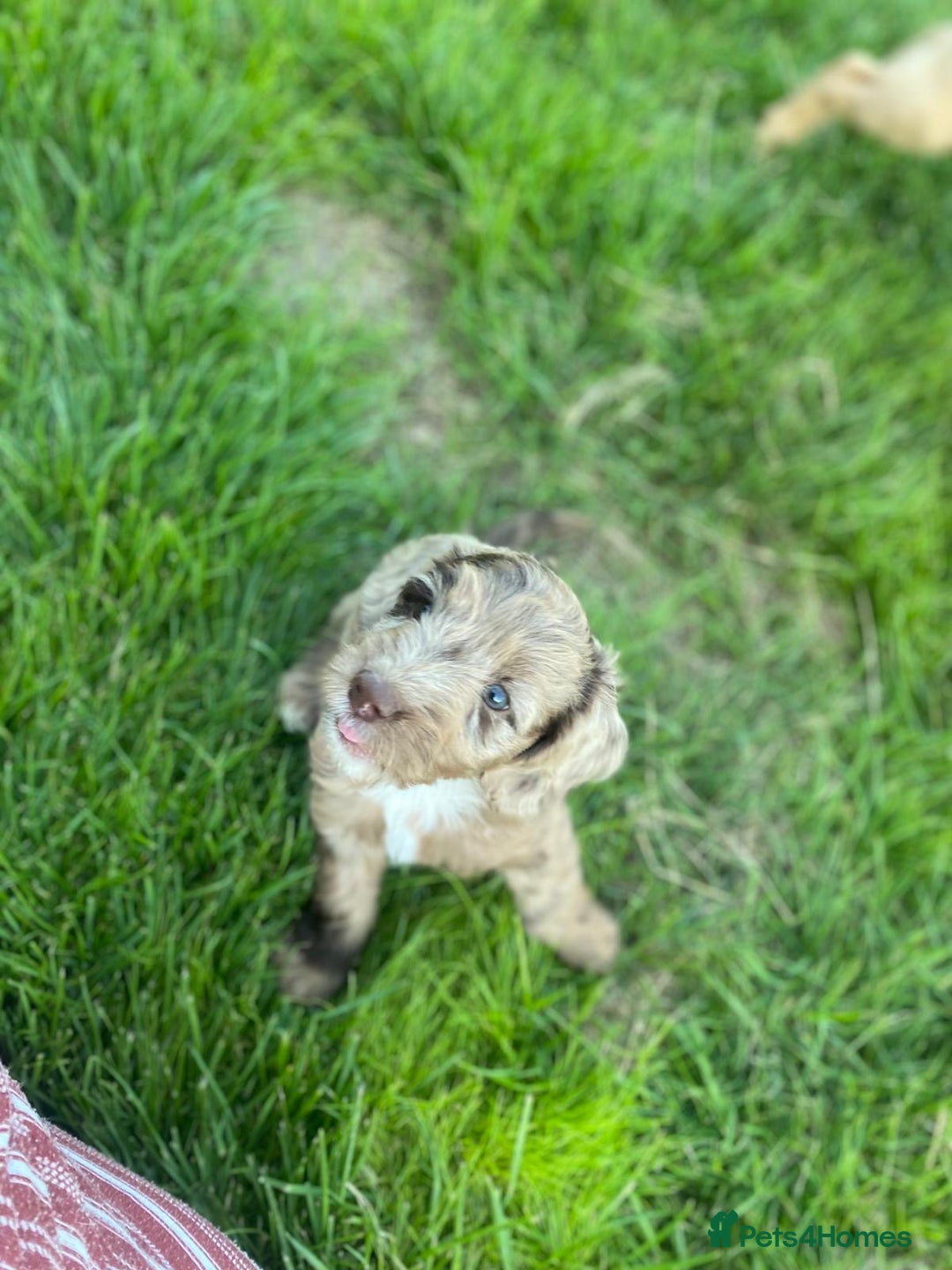 Sproodle dogs for sale: Stunning F1 sproodle  - Image 13