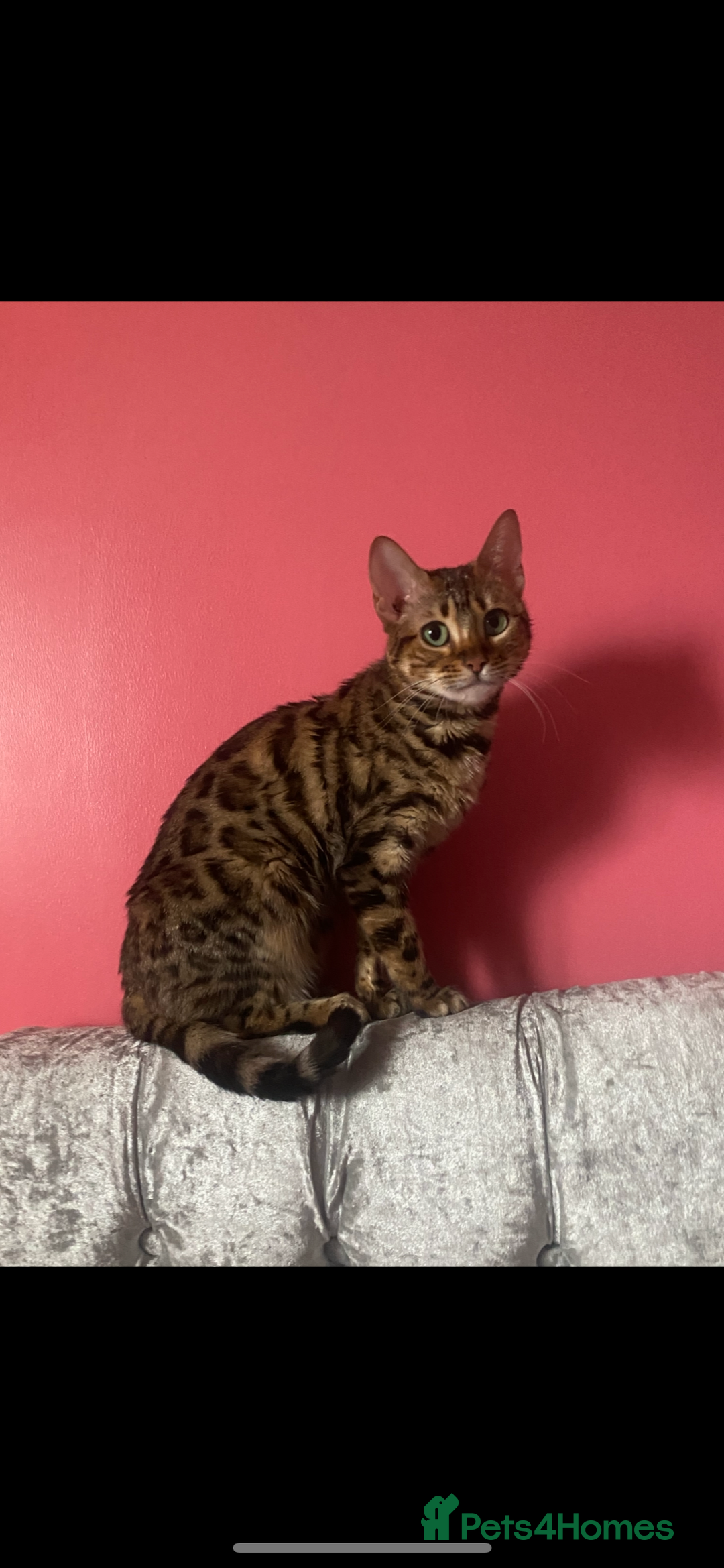 Bengal cats for sale: Silver and Brown Pedigree Bengal Kittens For Sale  - Image 23