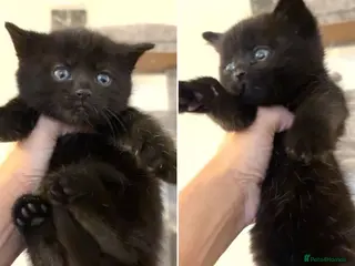 Scottish Fold cats Scottish fold 2 boys left. 💙 - Advert 4