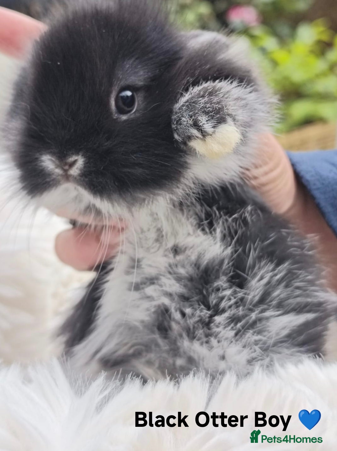 Mini Lop rabbits Rare Mini Lion Lops ready 3rd July  - Advert 1