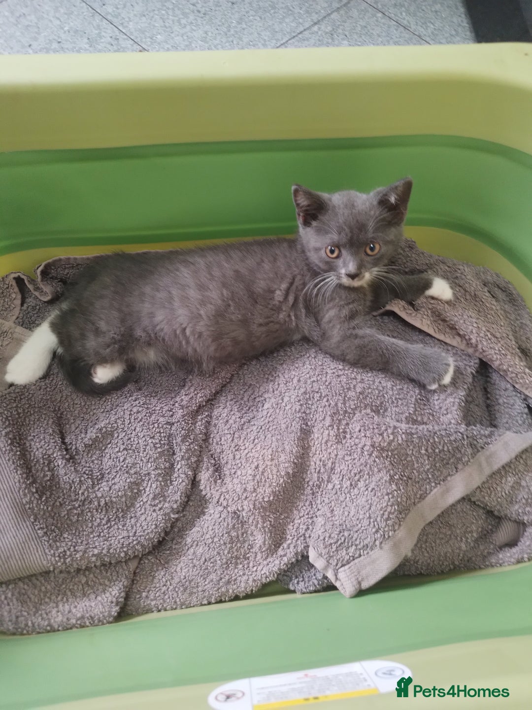 British Shorthair cats for sale: British shorthairs in Bromley - Image 5