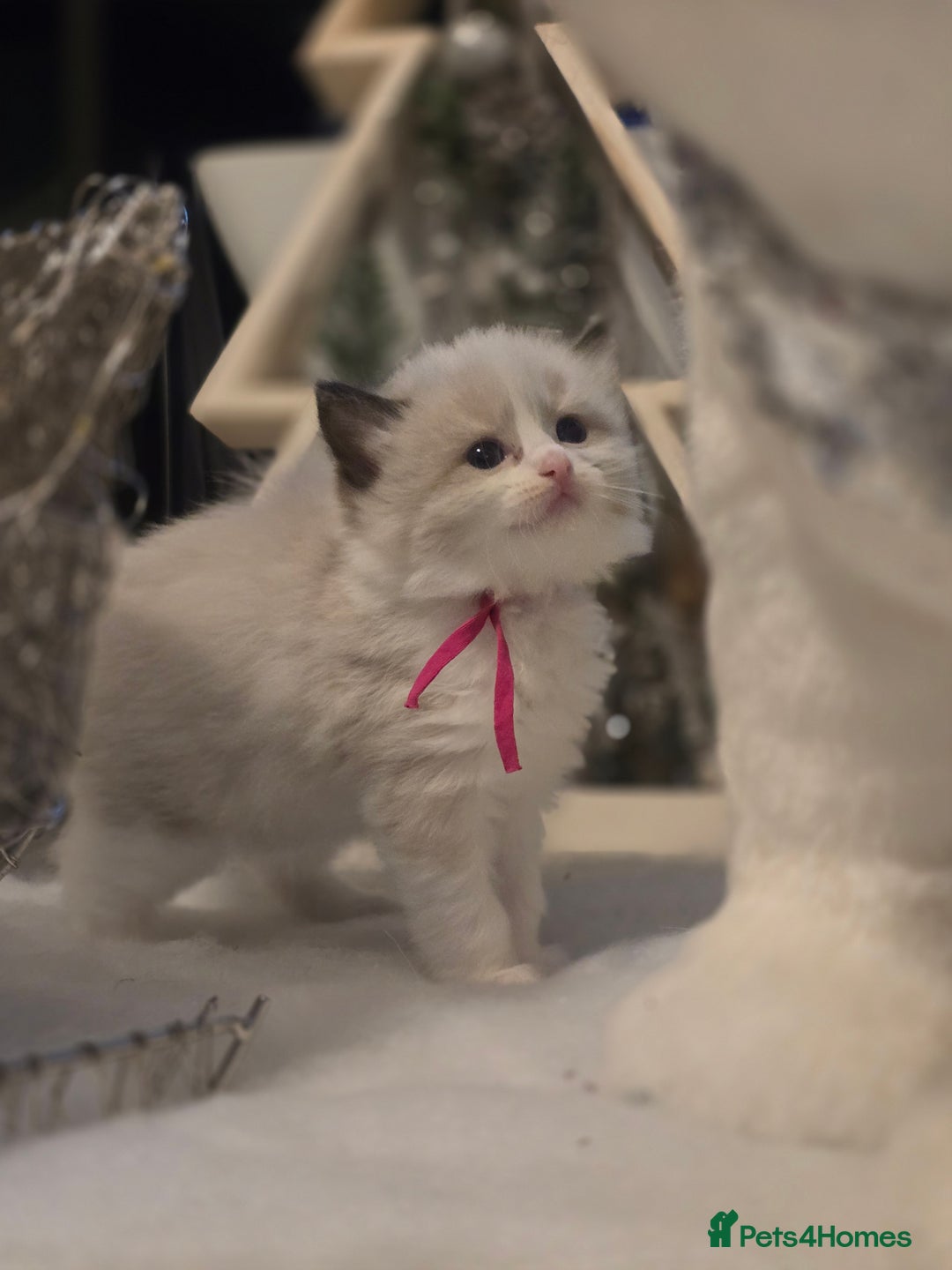 Ragdoll cats for sale: Precious GOOF Registered Ragdoll Kittens - 3 Girls - Advert 16