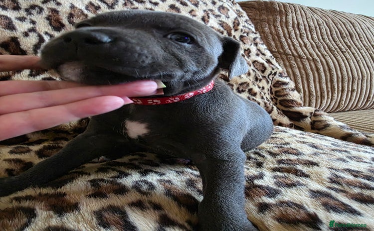 Staffordshire Bull Terrier dogs - Advert 3