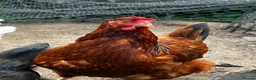 Chickens poultry for sale: 3 point of lay hens and 2 grower hens  - Advert 4